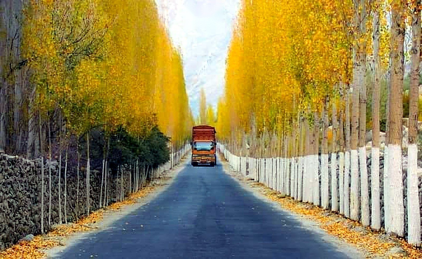 Autumn road lined with golden poplars in Skardu